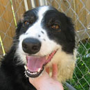 Holley was adopted in June, 2009